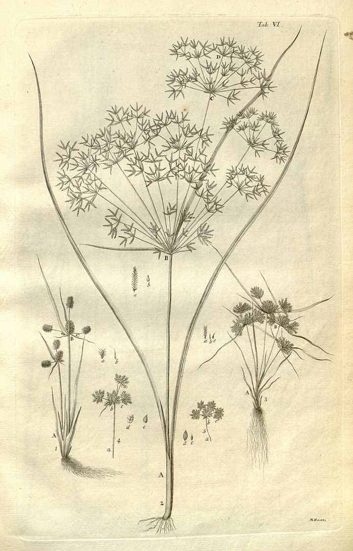 Cyperus squarrosus