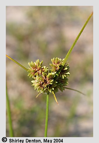 Cyperus surinamensis