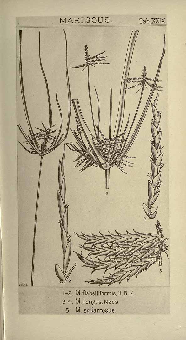 Cyperus tenuis