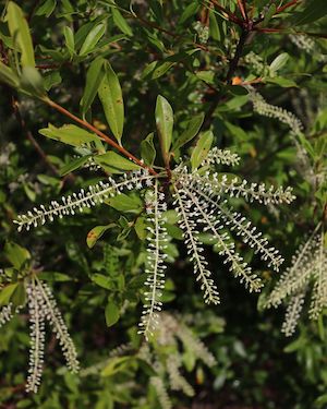 Cyrilla racemiflora