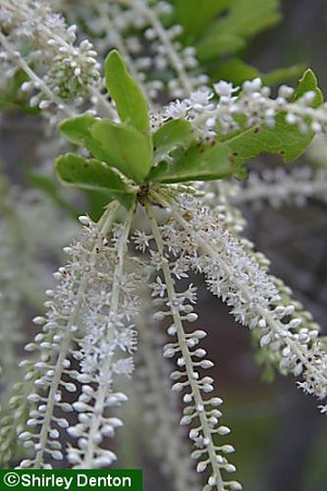 Cyrilla racemiflora