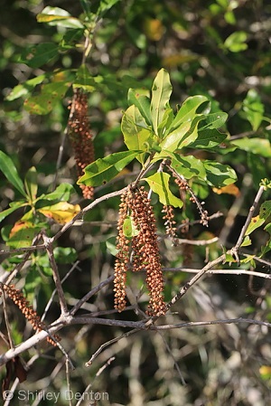 Cyrilla racemiflora