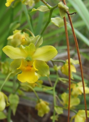 Cyrtopodium flavum