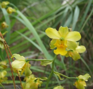 Cyrtopodium flavum