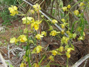 Cyrtopodium flavum