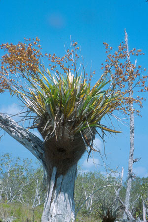 Cyrtopodium punctatum