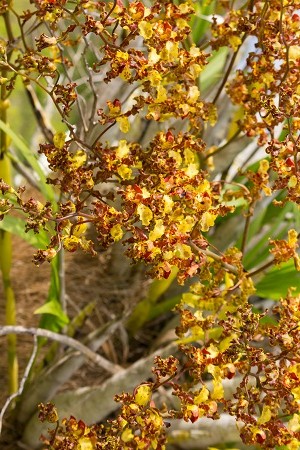 Cyrtopodium punctatum