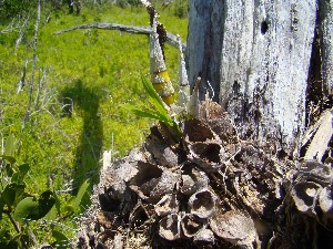 Cyrtopodium punctatum