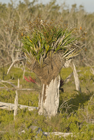 Cyrtopodium punctatum