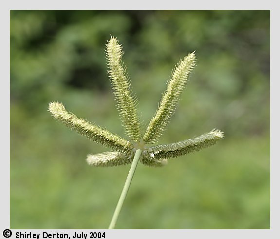 Dactyloctenium aegyptium