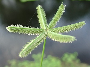 Dactyloctenium aegyptium