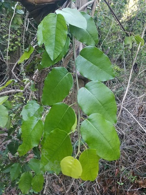 Dalbergia brownei