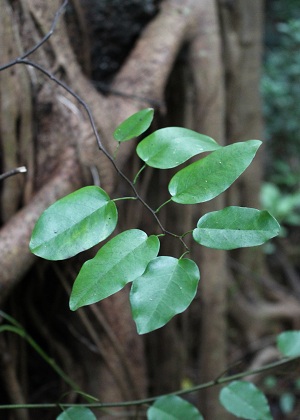 Dalbergia brownei