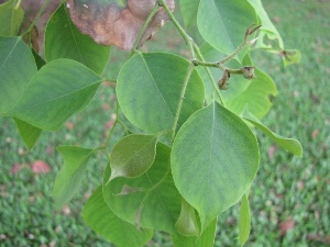 Dalbergia sissoo