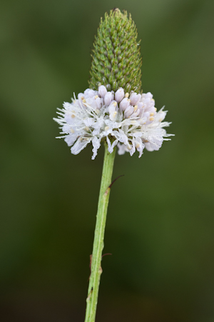 Dalea carnea