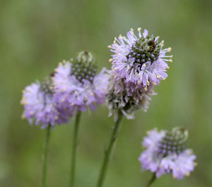 Dalea carnea