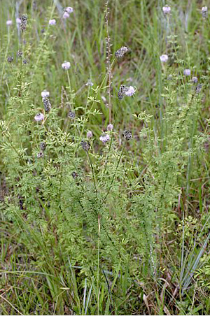 Dalea carnea