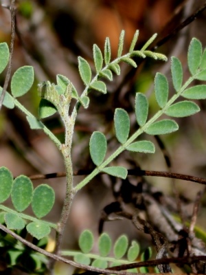 Dalea floridana