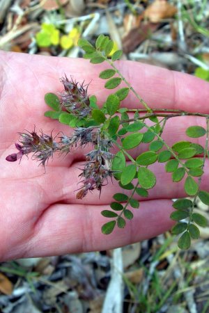 Dalea floridana