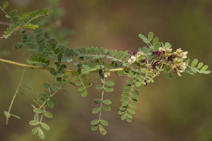 Dalea floridana