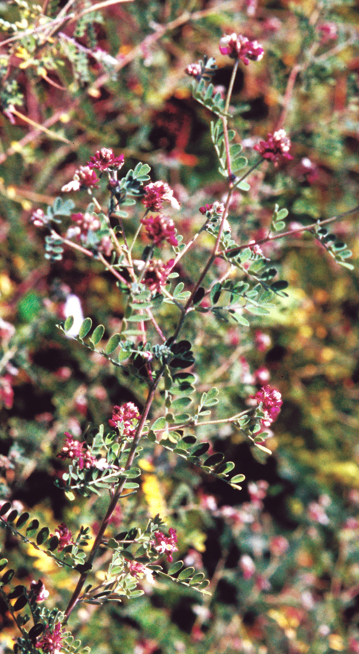 Dalea floridana