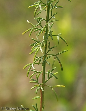 Dalea pinnata