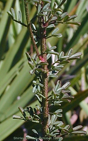 Dalea pinnata