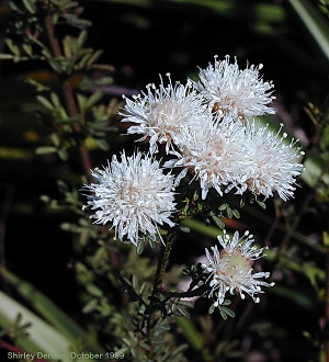 Dalea pinnata