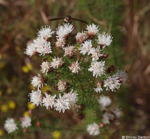 Dalea pinnata