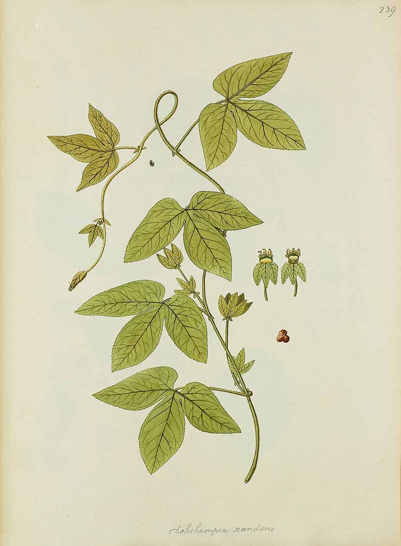 Dalechampia scandens