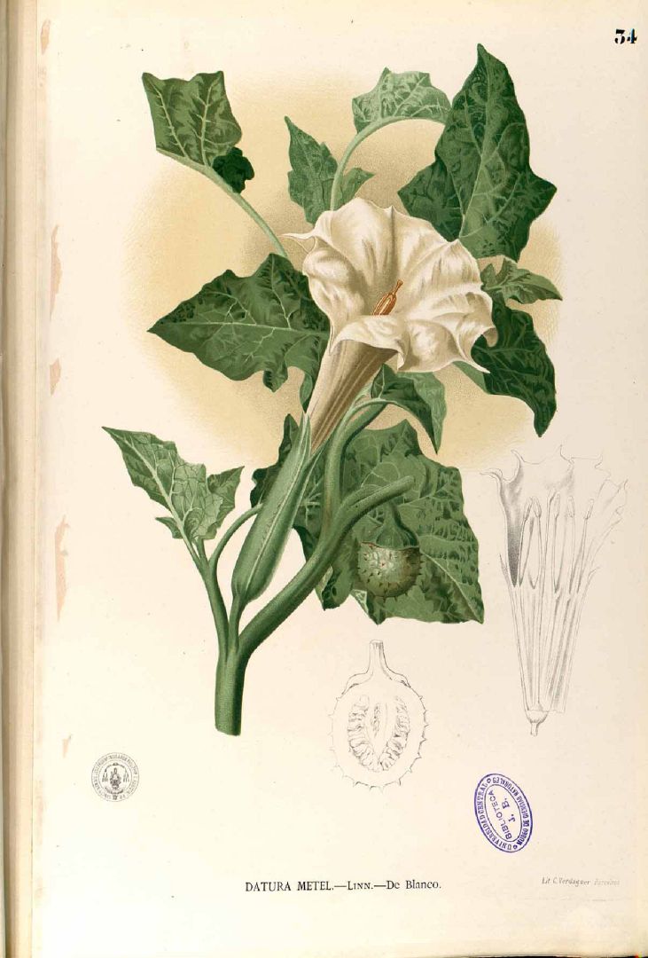 Datura metel