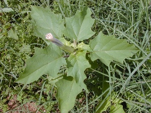 Datura stramonium