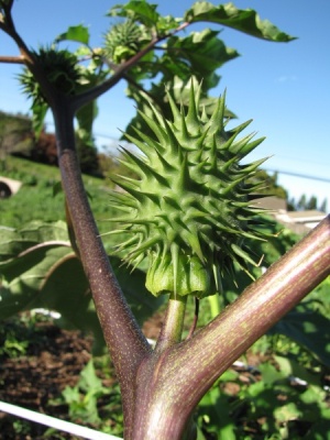 Datura stramonium