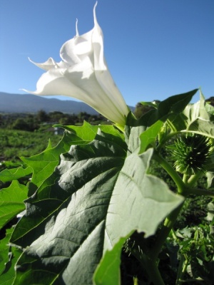 Datura stramonium