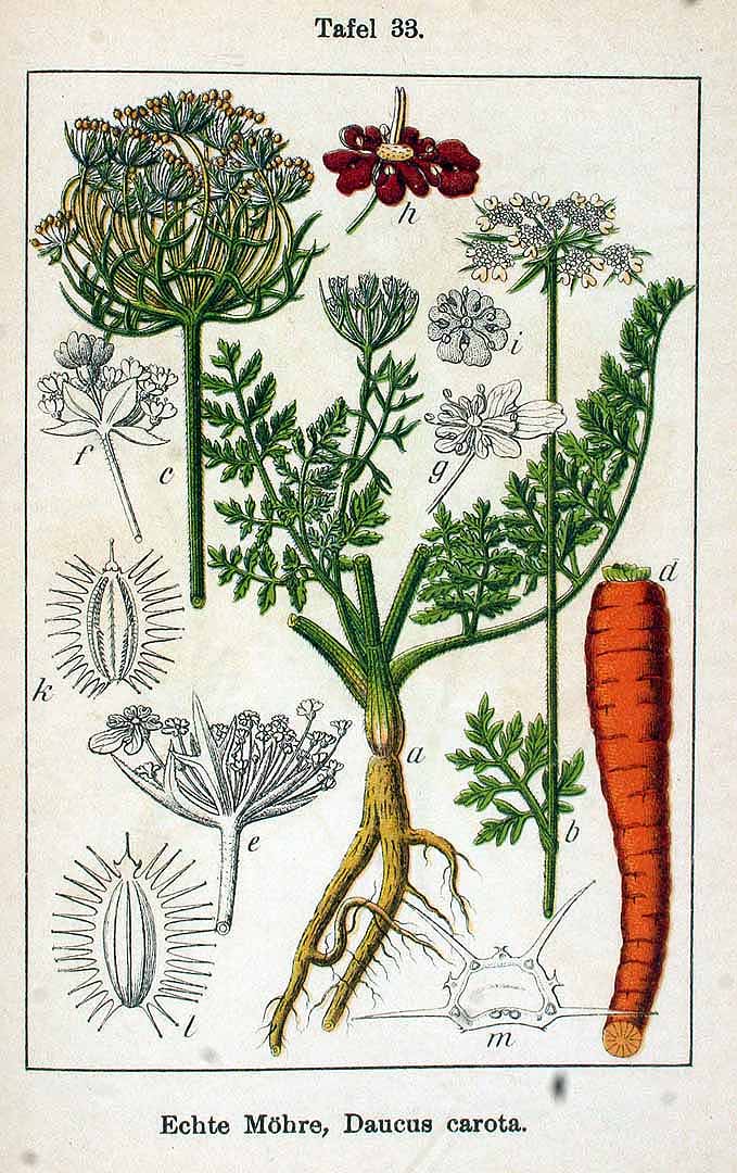 Daucus carota