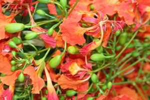 Delonix regia