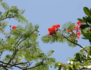 Delonix regia