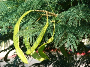 Delonix regia