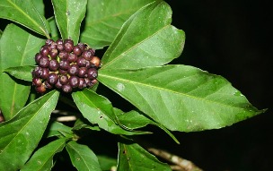 Dendropanax arboreus