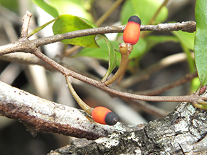 Dendropemon bicolor
