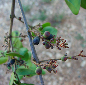 Dendropemon caribaeus