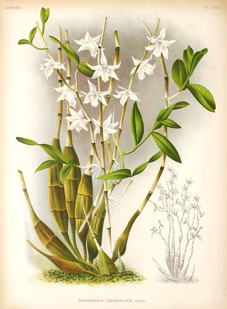 Dendrobium crumenatum