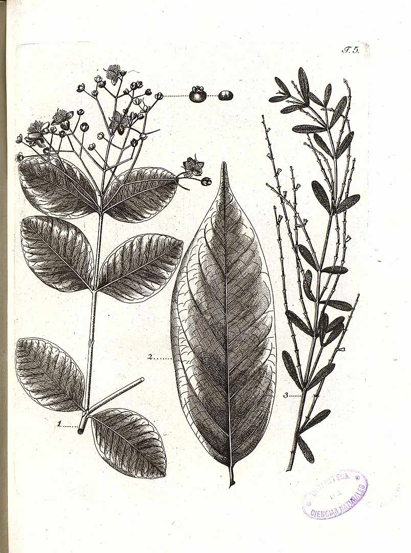 Dendrophthora flagelliformis