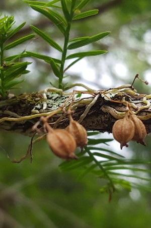 Dendrophylax porrectus