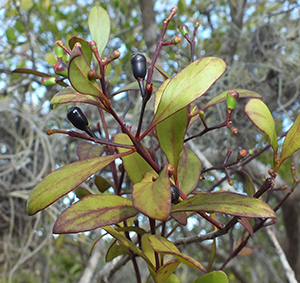 Dendropemon purpureus