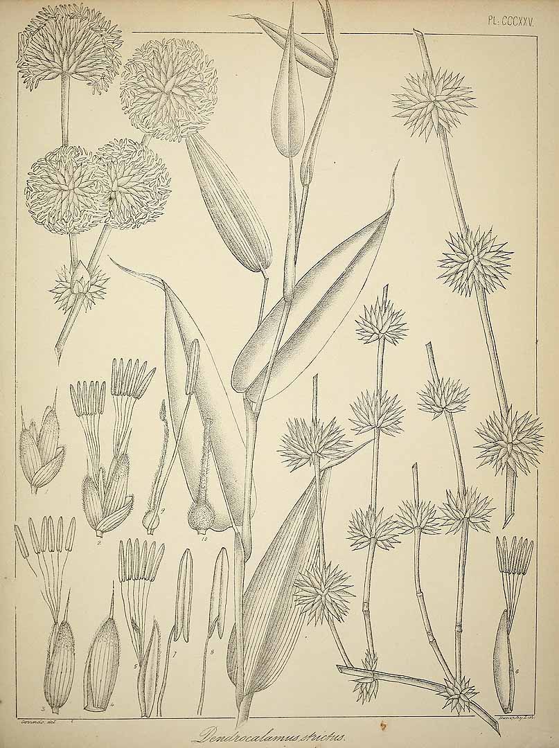 Dendrocalamus strictus