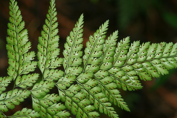 Dennstaedtia bipinnata