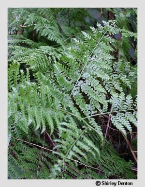 Dennstaedtia bipinnata