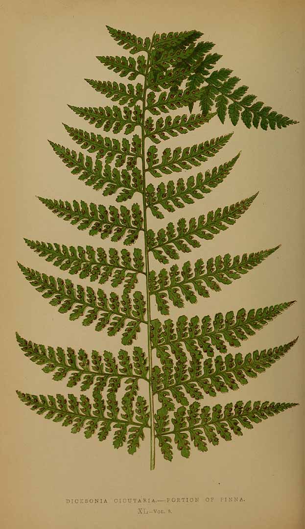 Dennstaedtia cicutaria