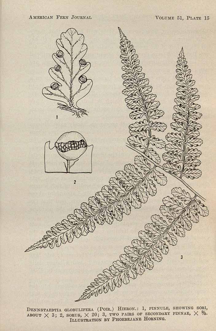 Dennstaedtia globulifera